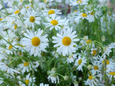 Święto Tradycji Ziemi Krośnieńskiej - Lato 20-21.06.2025-DSCF5423.jpg